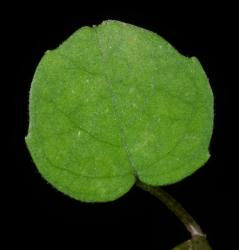 Image: P.B. Heenan © Landcare Research 2014 